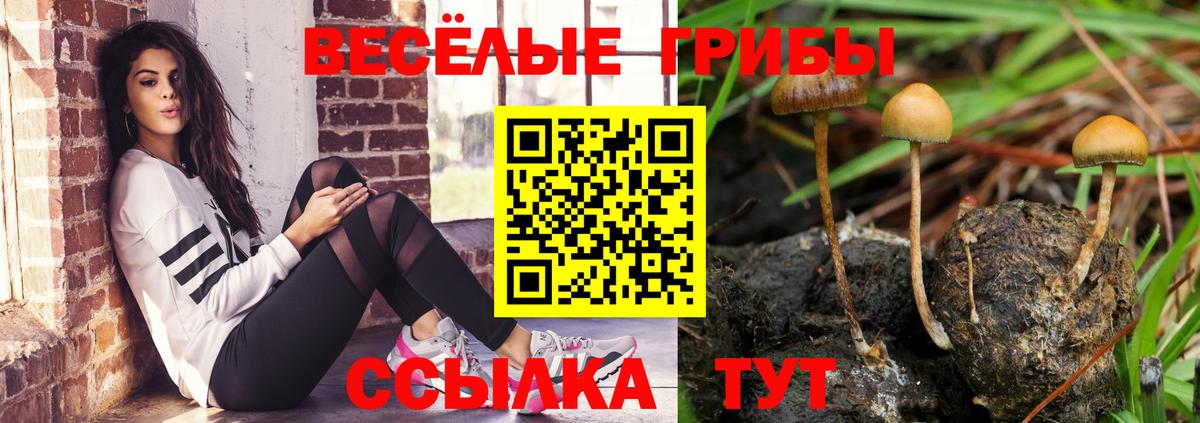 Галлюциногенные грибы Psilocybe  Псилоцибиновые грибы MAGIC MUSHROOMS  Сердобск  Вход с VPN 
